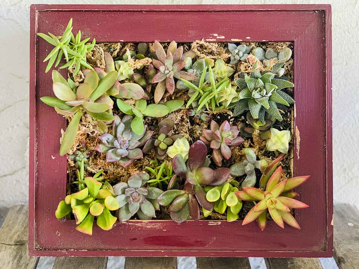 Vertical Succulent Frames Succulent Wall Vertical Garden Stock Photo