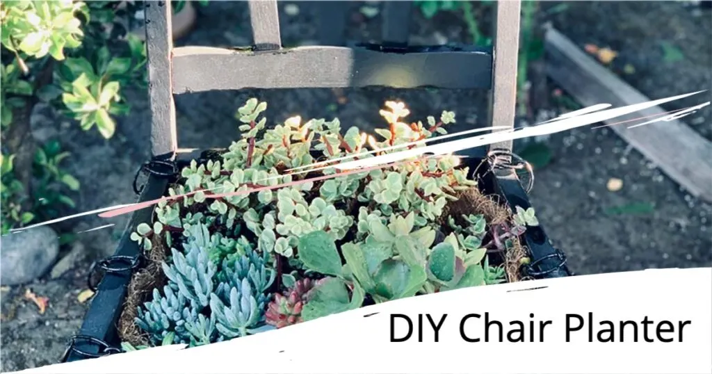 Succulents in a variety of shapes and colors in a chair planter.